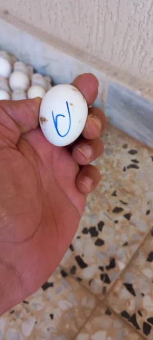 26بيضه زينه مخلط مخصب بعون الله
