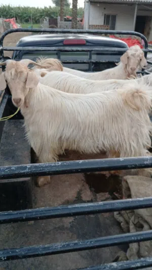 تيوس للبيع غير مخصايات