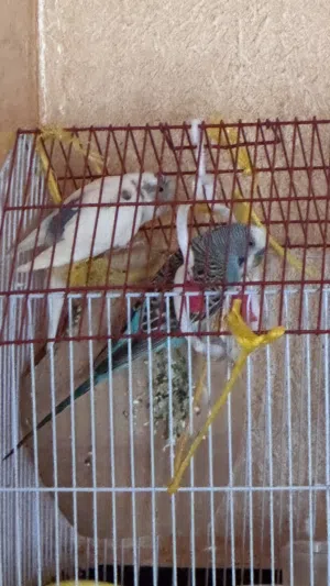 طيور مع القفص