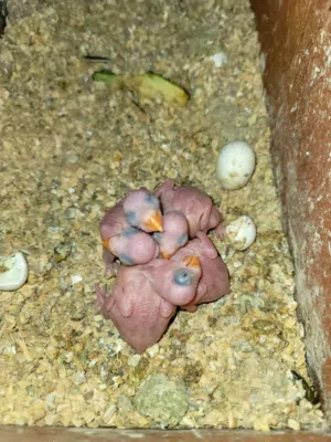 مطلوب بغبغاء دره