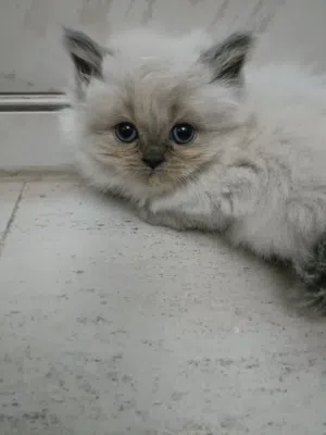Female Himalayan Kitten – 1 Month Old – Beautiful Blue Eyes