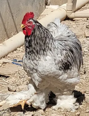 Chickens2