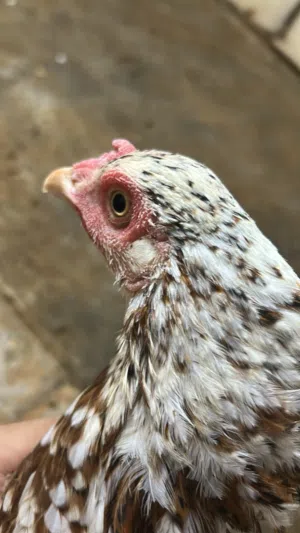 للبيع دياي بكستاني