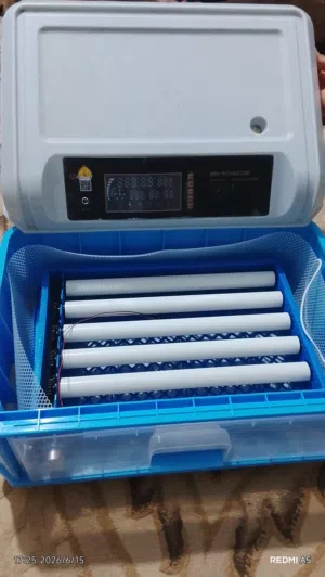 فقاصت دحيي