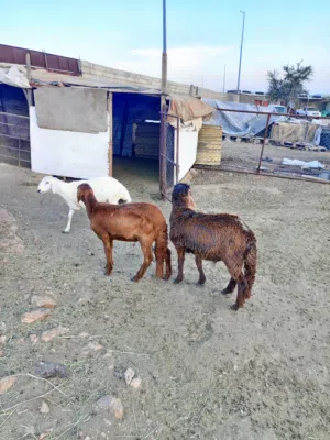 خراف للبيع