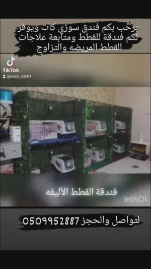 فندق القطط  سوزي كات لاستضافة القطط الأليفة