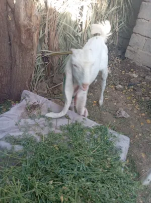 صخول بكريه فول مواصفات