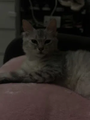 playful kitten for adoption! looking for forever home قطه لعوبه للتبني