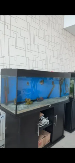 Fish aquarium