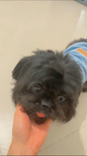 كلب شيتزو ذكر اللون اسود بيور