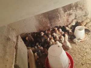 ‏دجاج‏3