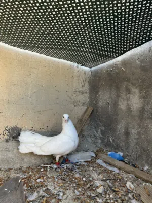 حمام للبدل على عصافير او لبيع