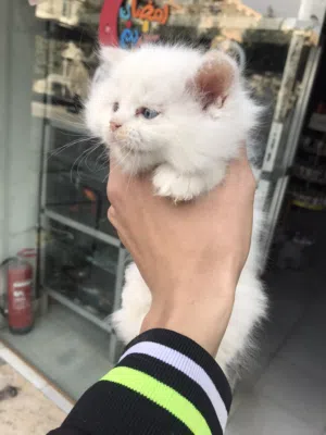 قطط شيرازي و هملايا ولاد وبنات 45يوم دباديب اللهم بارك متعودين عاللتر بوكس واخدين ديدان وحشرات