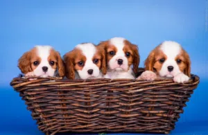King Charles spaniel
