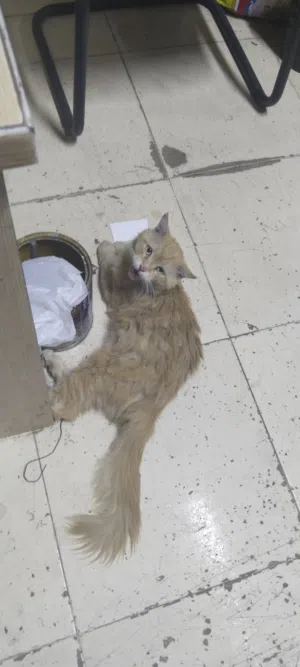 Persian cat