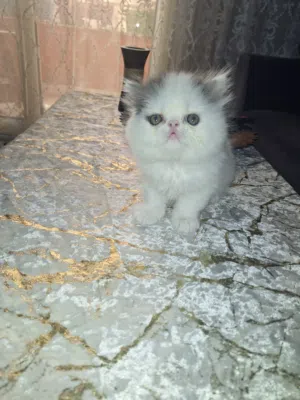 قط بيرشن فن بلو بيكي فيس