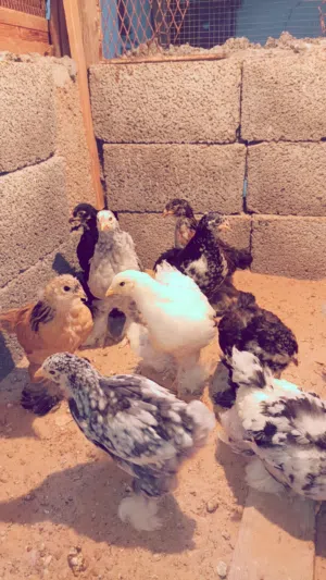 بسم الله ماشاالله متوفر كتكوت براهمي