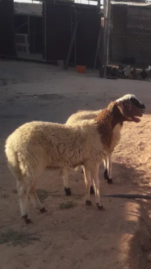 زوز إفطايم برقاويات عمرهم 5شهور إفاطايم ماشاء الله لا قوة إلا بالله خاليات من جميع العيوب سعر الواحد