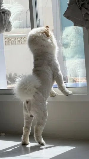 Healthy dog
