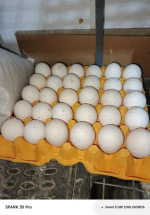 بسم الله ما شاء الله موجود طبقين بيض حبش بلجيكي ازرق سعر الطبق 35