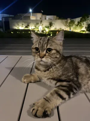 قط شيرازي ذكر