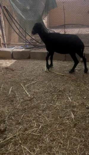 للبيع جاعدة تهجين