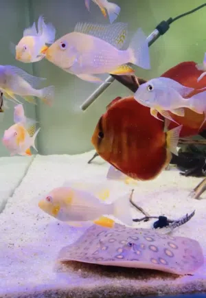 حوضين سمك كرستال تفصل الشركه المتحده