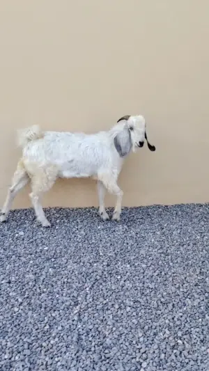 تيس مهجن على باكستاني