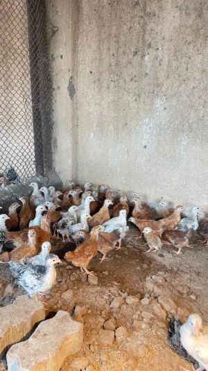 دجاج فرنسي بيور الاحمر والابيض