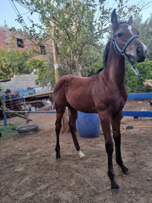 Horses1