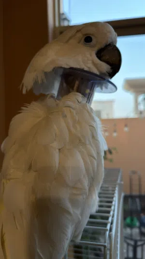 كوكاتو امبريلا اليف لعوب مايعض ابدا