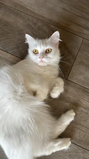 Persian cat