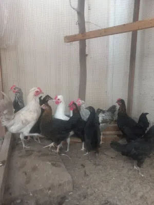 ديك بحريني  Bahraini chicken