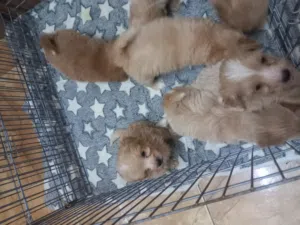 Maltipoo puppy available now