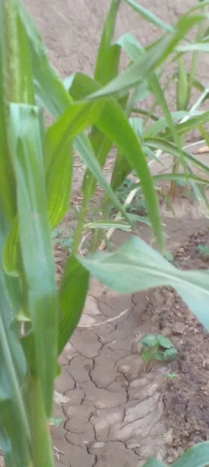 Farm Land for Sale in Northern Sudan Dangola