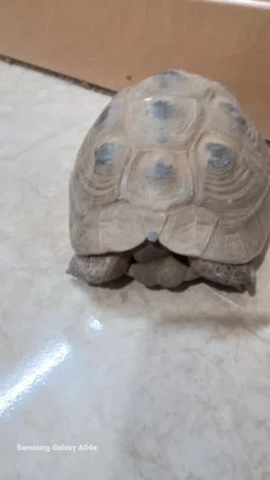 سلحفاة سلحفاة حجم وسط للبيع