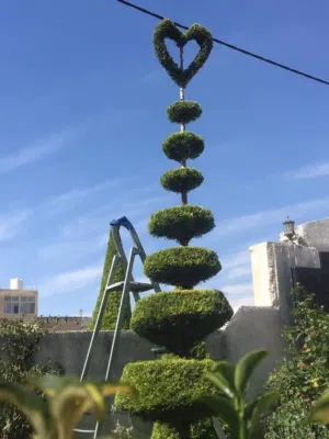 تقليم جميع انواع الاشجار