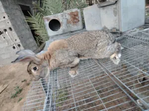متوفر اقفاص ارانب