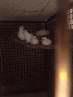 يمام كريم وحمري