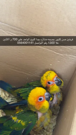 فرخين كنيور بصحه ممتازه جدا للبيع الواحد على 700 و الاثنين على 1300 فيه توصيل فقط فالعين