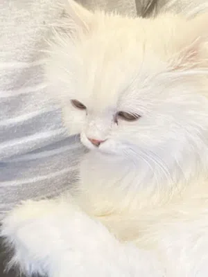 Cat for adoption Riyadh