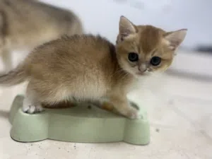 Pure British shorthair golden ny12 and ny11 kittens