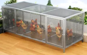 بيت دجاج عصري