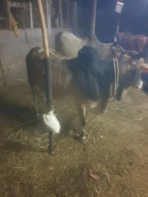 ثيران سمينه مطعومه طعام الدار  للبيع