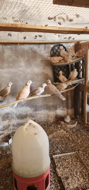 حمام كريم للبيع شغال