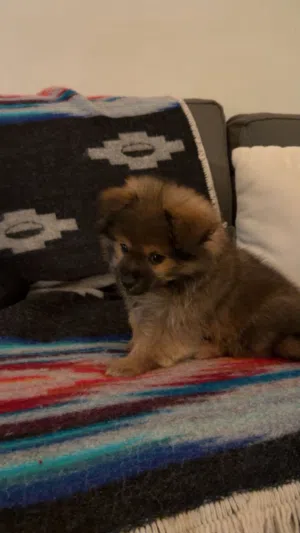 كلب بومرينيان