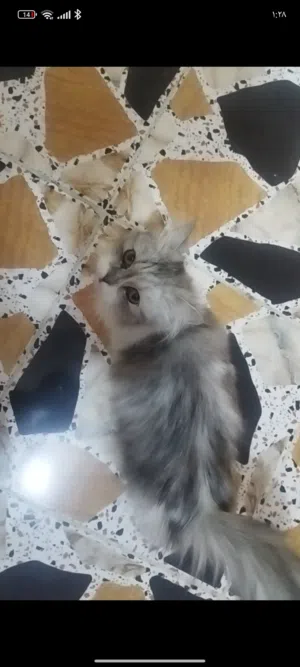 قط شيرازي للبيع