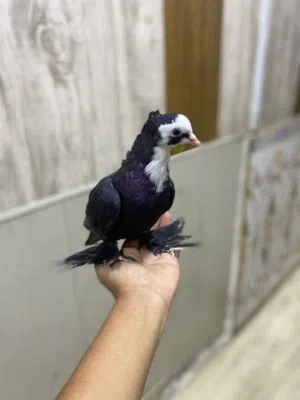 طير كمرلي اليف طينه