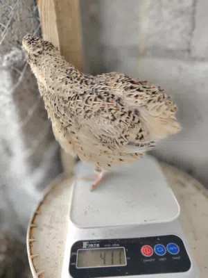 بيض سمان متنوع  و دجاج متنوع لتفقيس
