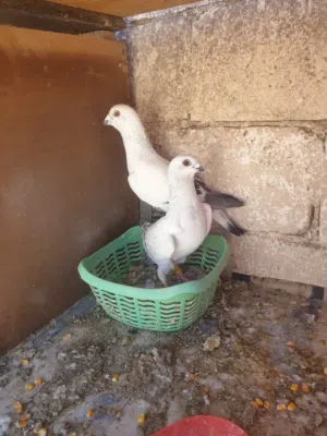 جوز شفرات صلات النبي الطيره ع البيكار تبارك الرحمان والفحل حلاة وعلاوه شي نخب